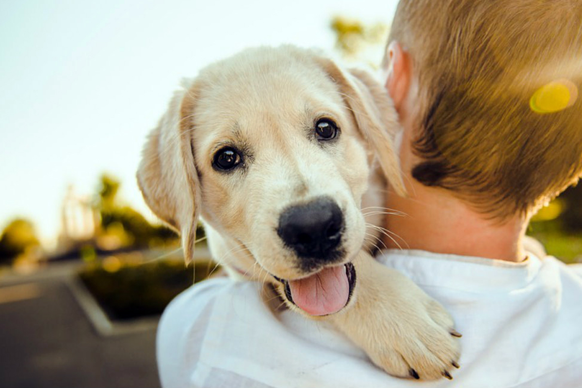 un cane in braccio al suo padrone