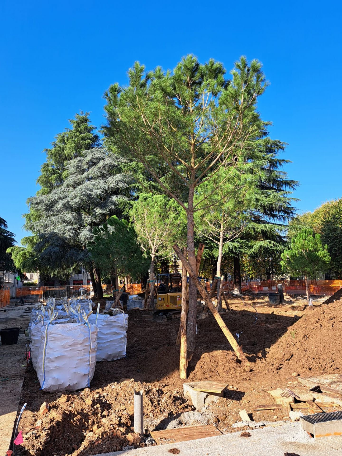 piantumazione albero