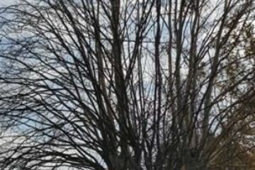 albero morto