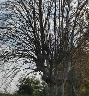 albero morto