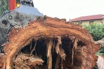 Nella foto l'interno di un albero abbattuto in viale De Gasperi: ne restava solo la corteccia.