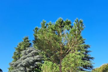 piantumazione albero