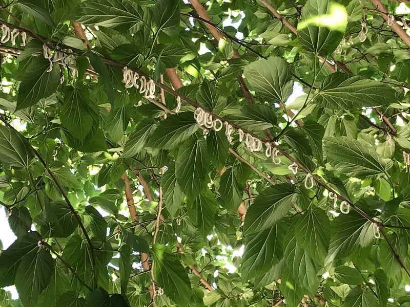 ramo aggredito dall'insetto asiatico  Takahashia Japonica 