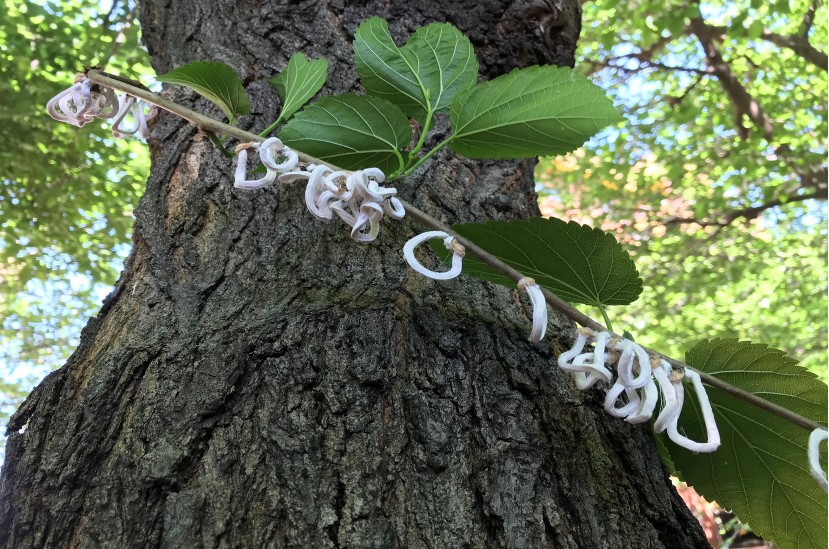 
Un esempio di ramo infestato da Takahashia Japonica