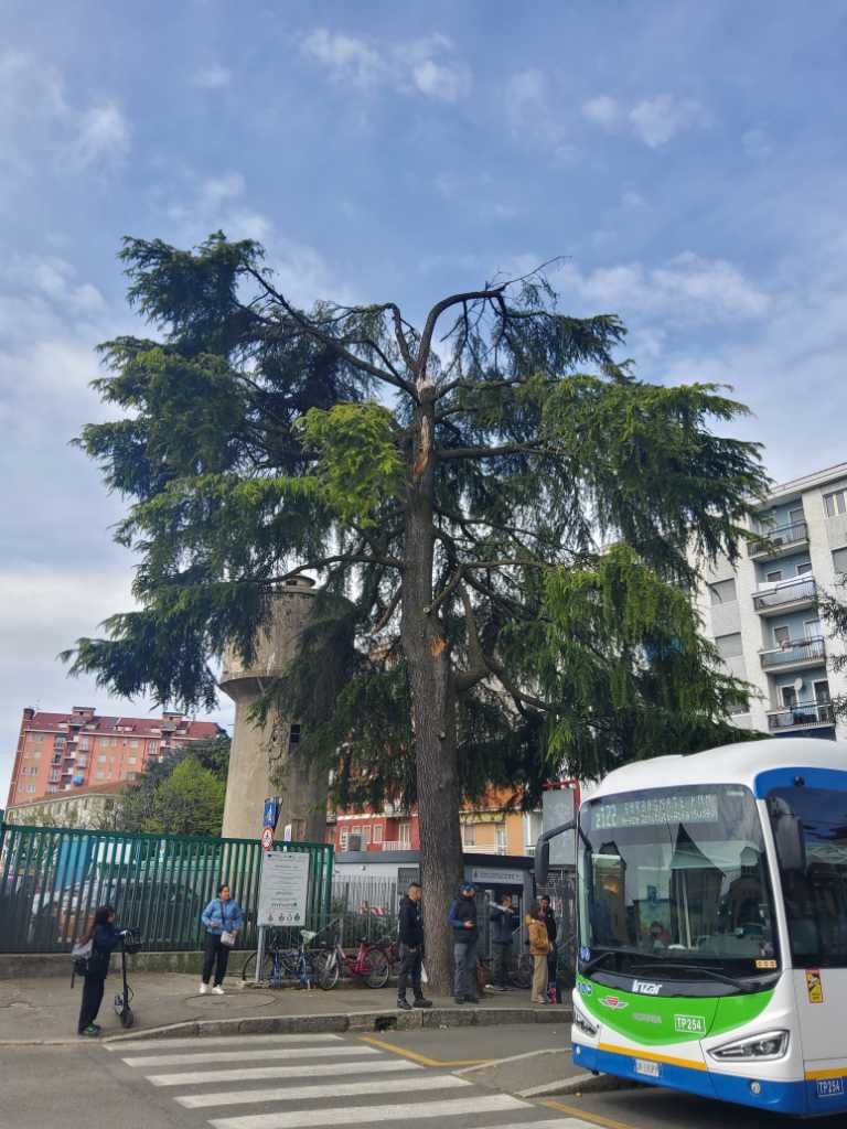 Nella foto il cedro rimosso in piazza Libertà nei giorni scorsi