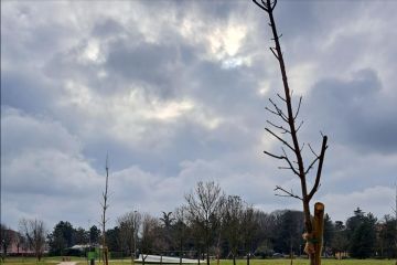  piantumazione di alberi nei parchi e nei Parcheggi Spugna 