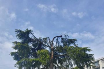 Nella foto il cedro rimosso in piazza Libertà nei giorni scorsi