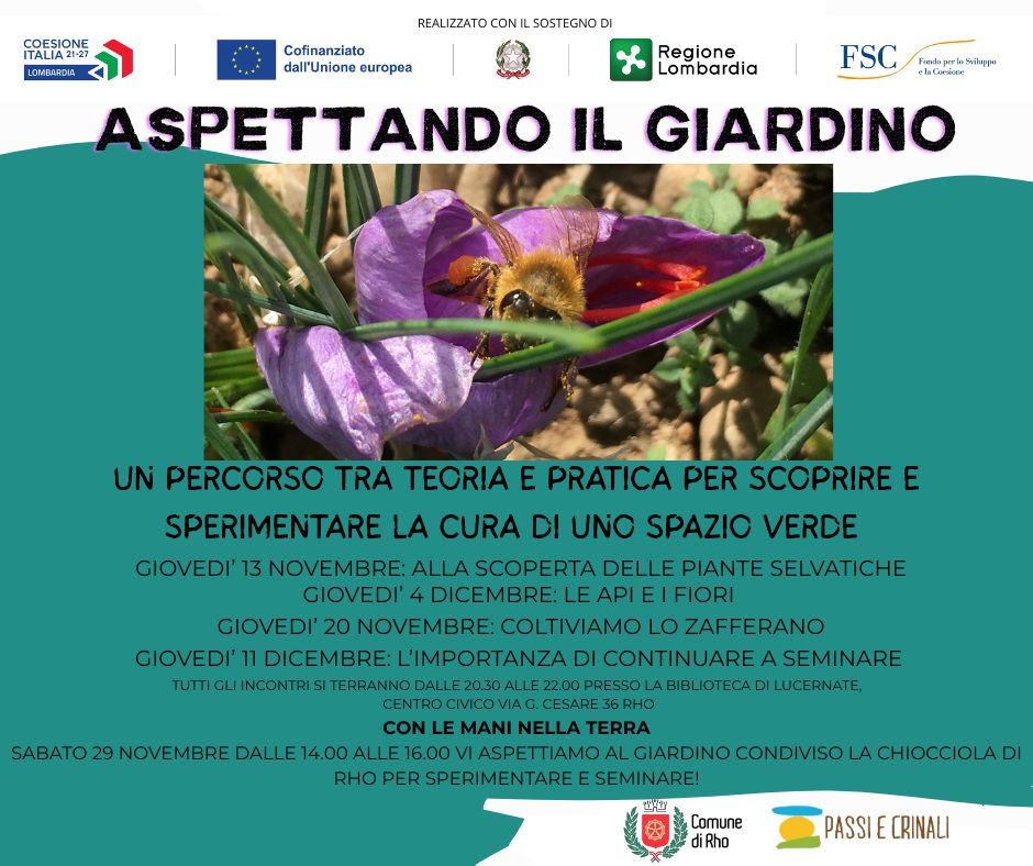 Aspettando il giardino  fiore viola con ape 