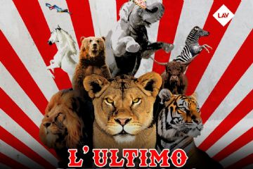 locandinaL'ultimo spettacolo