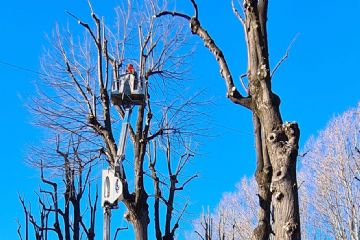 Potatura degli alberi ad alto fusto