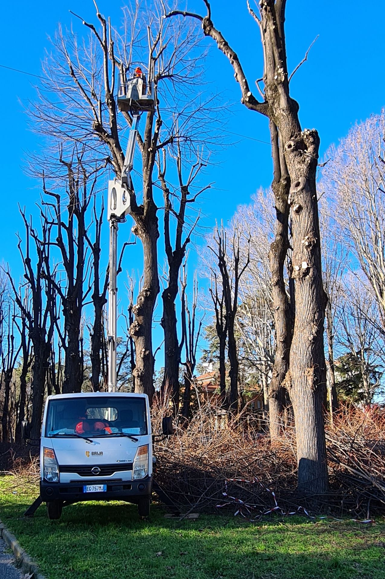 Potatura degli alberi ad alto fusto