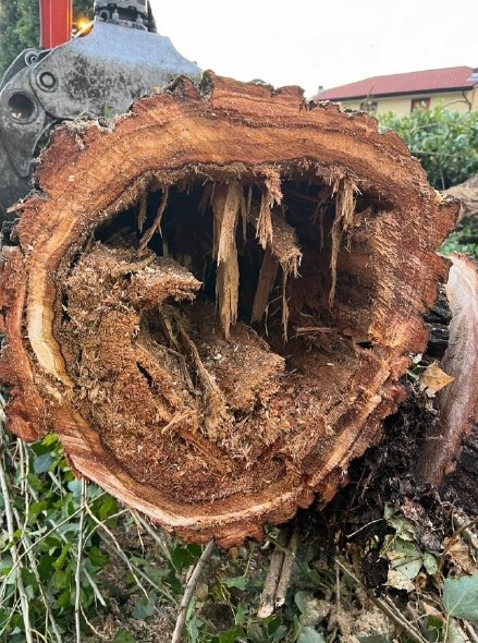 Nella foto l'interno di un albero abbattuto in viale De Gasperi: ne restava solo la corteccia.